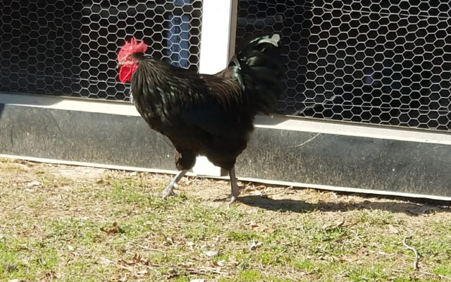 Meet My Chicken Monday