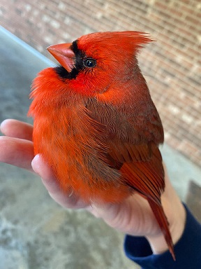 Clifford the Red Cardinal