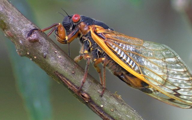 Get ready for the 17 Year Periodical Cicadas