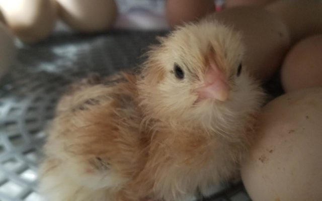Meet My Chicken Monday