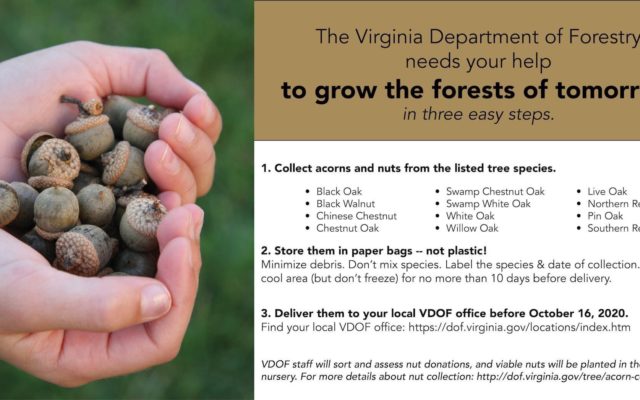 Help Grow Forests of Tomorrow