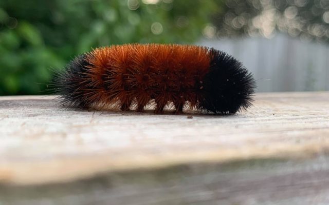 Woolly Worm