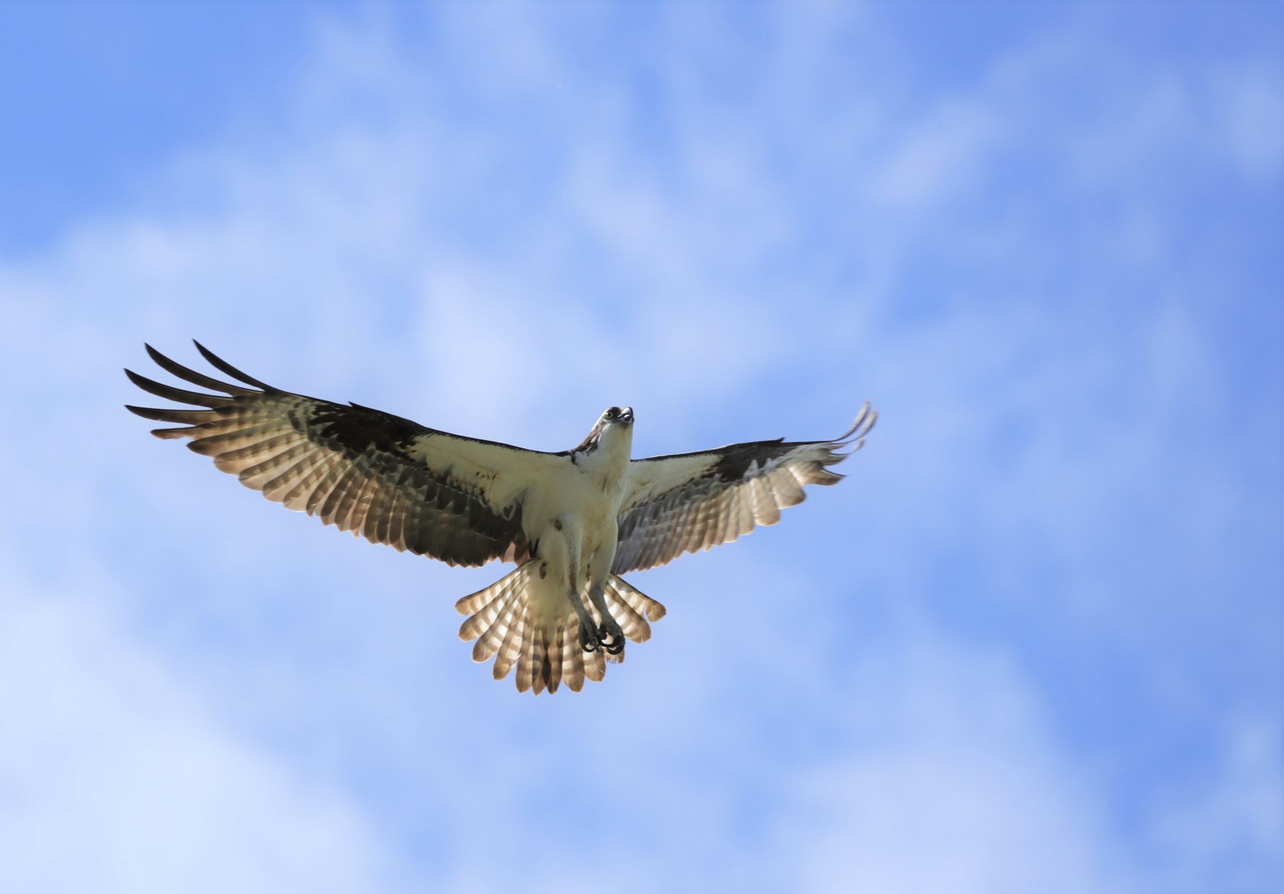 <h1 class="tribe-events-single-event-title">Virginia Osprey Festival in Colonial Beach</h1>