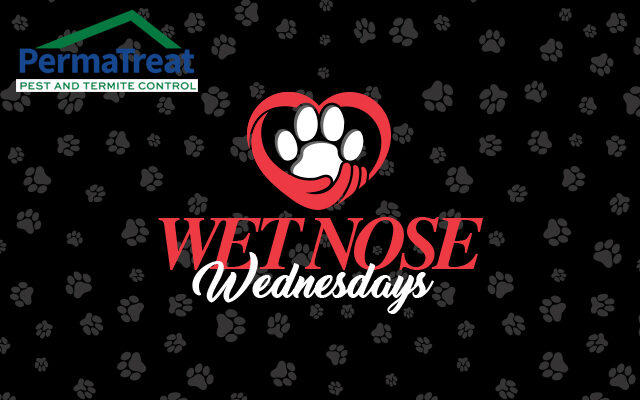 PermaTreat Wet Nose Wednesday