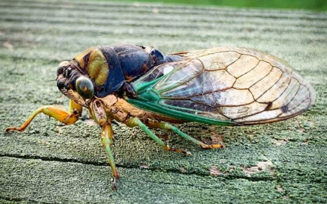 Cicada’s are coming back this Spring!