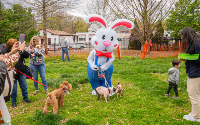 <h1 class="tribe-events-single-event-title">Dog Egg Hunt</h1>