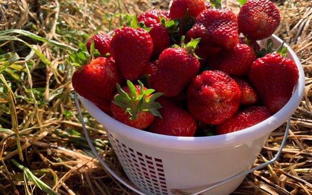 Pick-your own-Strawberries