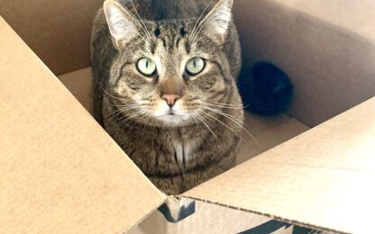 Couple Accidentally Ships Their Cat To Amazon!